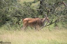 IMG 8120-Kenya, eland seen in Masai Mara